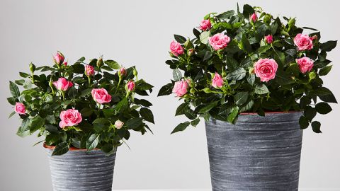 Pink Rose Plant