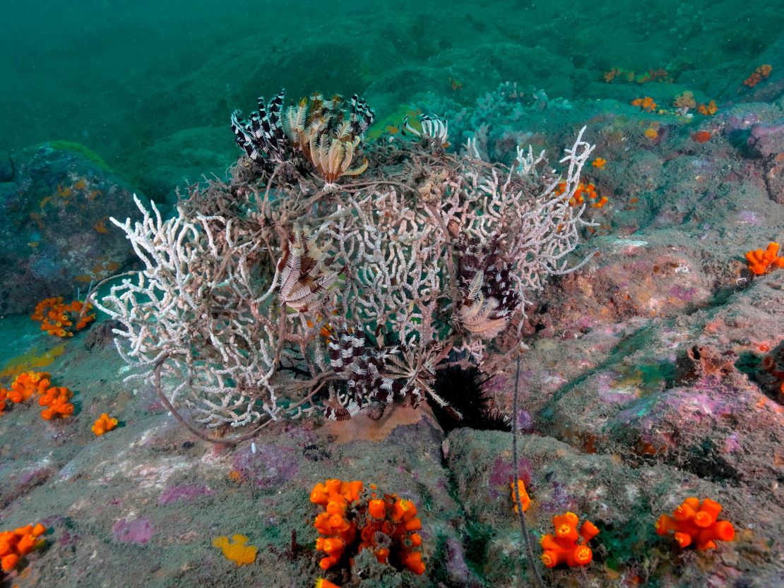 Ghost gear not only ensnares dolphins and fish swimming through the ocean, but also catches on corals and rocks on the seabed, destroying habitats.