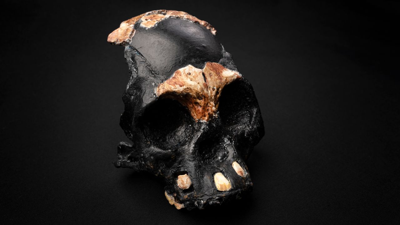 This is a reconstruction of the Leti skull found in the Rising Star cave system outside Johannesburg, South Africa.