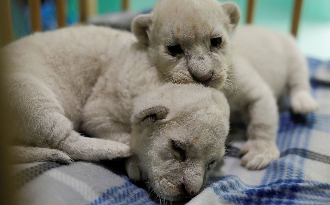 Five-day-old African white lion cubs rest in a baby crib at an animal reserve in Jimena de la Frontera, Spain, on Friday, October 29.