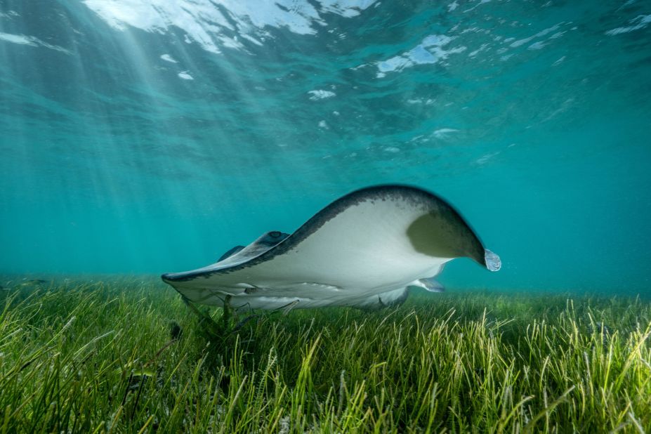 Cristina Mittermeier is a marine biologist and pioneer in the field of conservation photography. She took this image of a stingray gliding across a carpet of seagrass on the edge of the mangrove forests of Bimini, The Bahamas. "Seagrass beds support a vibrant community of underwater creatures including sea turtles and many species of fish," writes Mittermeier. "They serve as indicators of an ecosystem's health as the grasses are sensitive to changes in the ocean."