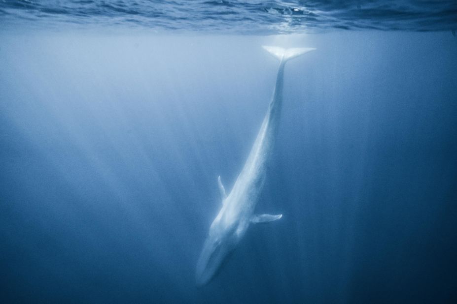 "In the quiet blue of the Azores, I watched a blue whale, one of the last remaining true titans of planet Earth and the largest animal in the world, flow to the surface and then dive again with a gentle lift of its tail," writes Mittermeier. Blue whale numbers were decimated by the whaling industry, but public outcry helped stem the slaughter and the species is now recovering. "They are symbolic of both the power of nature and advocacy, reminding us all that our unified voices can make a difference," she adds.<br />