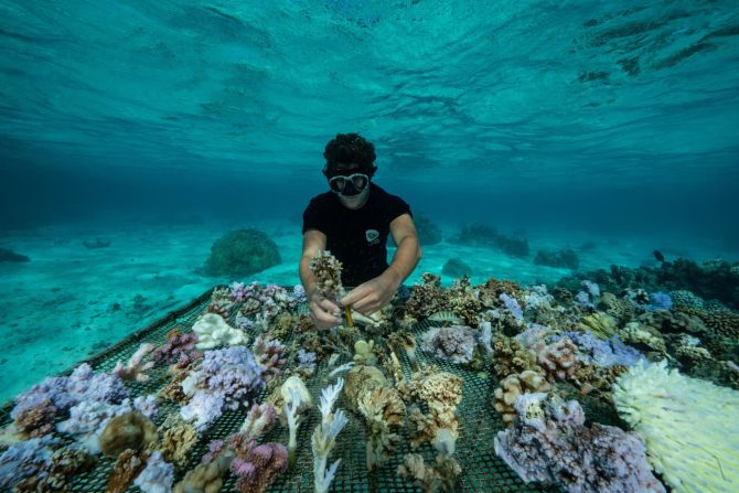 Titouan Bernicot, pictured, says he was "born on a pearl farm lost in the middle of the Pacific Ocean," according to Mittermeier. Aged 16, he realized that the coral reefs in French Polynesia were dying and decided to do something to help. He founded <a href="index.php?page=&url=https%3A%2F%2Fcoralgardeners.org%2F" target="_blank" target="_blank">Coral Gardeners</a>, a nonprofit that educates the public about the importance of coral reefs. 