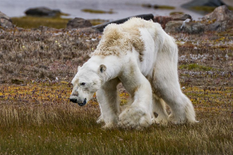 Mittermeier published this photo of an emaciated polar bear on a barren Arctic tundra, in 2017. "Millions of people saw this image and the resulting global dialogue provided unprecedented insight into the work still necessary to create a large enough movement to activate solutions," she writes. 