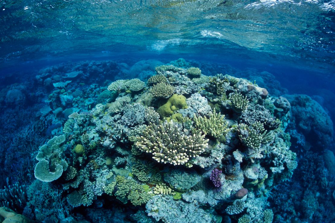 Great Barrier Reef, north-east of Port Douglas, Queensland, Australia.