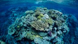 Great Barrier Reef, north-east of Port Douglas, Queensland, Australia, Western Pacific Ocean Coral, mostly of the genus Acropora