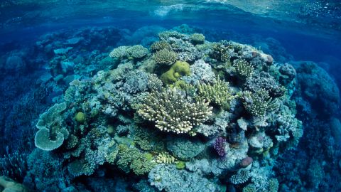 Great Barrier Reef, north-east of Port Douglas, Queensland, Australia.