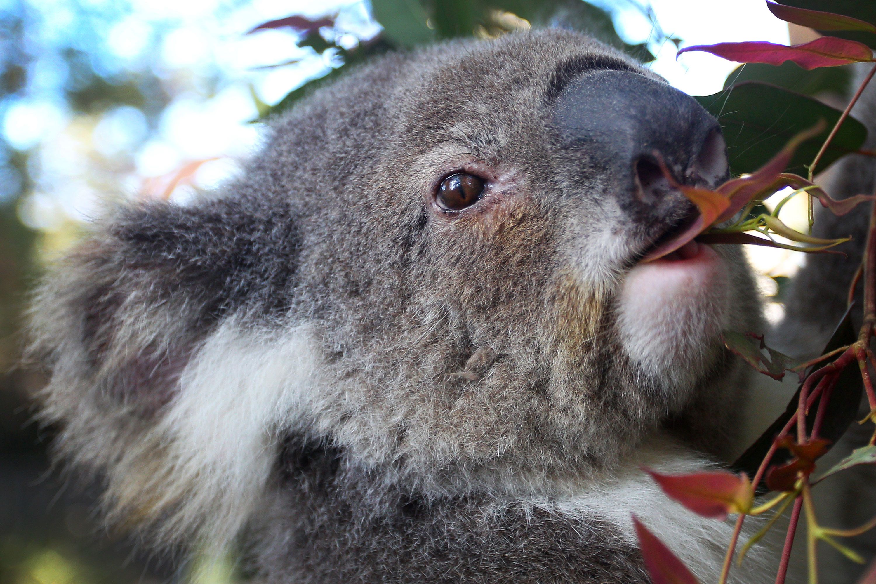 what do koalas look like
