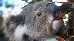 A female koala named 'Spinnaker Petal' is seen eating Eucalyptus in her pen at Port Macquarie Koala Hospital on September 14, 2020, in Port Macquarie, Australia.