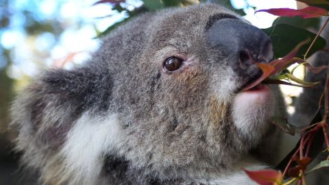 A female koala named 'Spinnaker Petal' is seen eating Eucalyptus in her pen at Port Macquarie Koala Hospital in Australia on September 14, 2020.