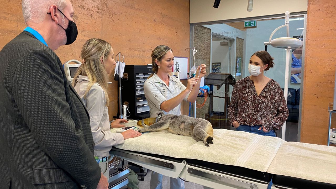 A koala is vaccinated against chlamydia at the Australia Zoo Wildlife Hospital in Queensland, Australia, on October 15.