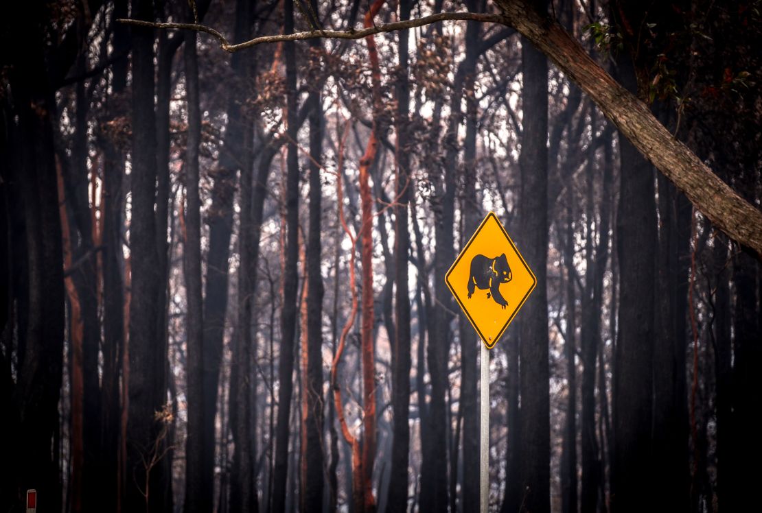 A sign warning motorists about koalas stands in front of burned bushland near the town of Bilpin, New South Wales, Australia, on Sunday, December 29, 2019.