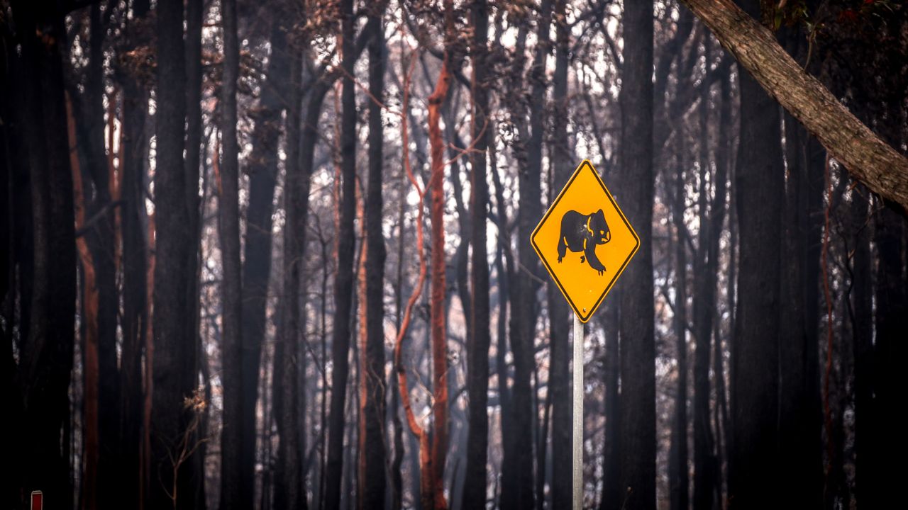 A sign warning motorists about koalas stands in front of burned bushland near the town of Bilpin, New South Wales, Australia, on Sunday, December 29, 2019.