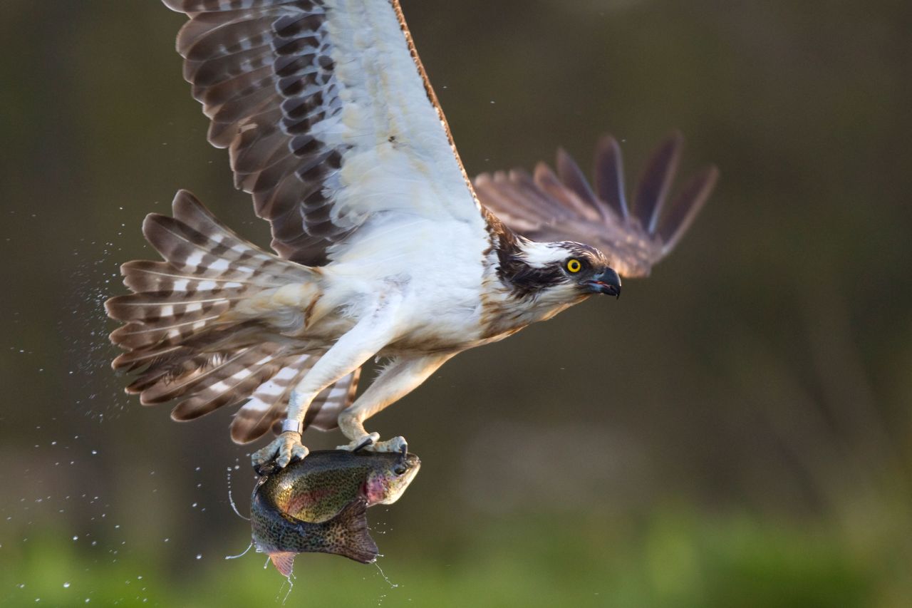 Restoring habitats allows wildlife to thrive. Over<a href="http://cairngormsconnect.org.uk/about/what-we-do" target="_blank" target="_blank"> 5,000 species</a> have been recorded in the Cairngorms Connect area, many of them rare. Here, an osprey is pictured clutching its prey. 