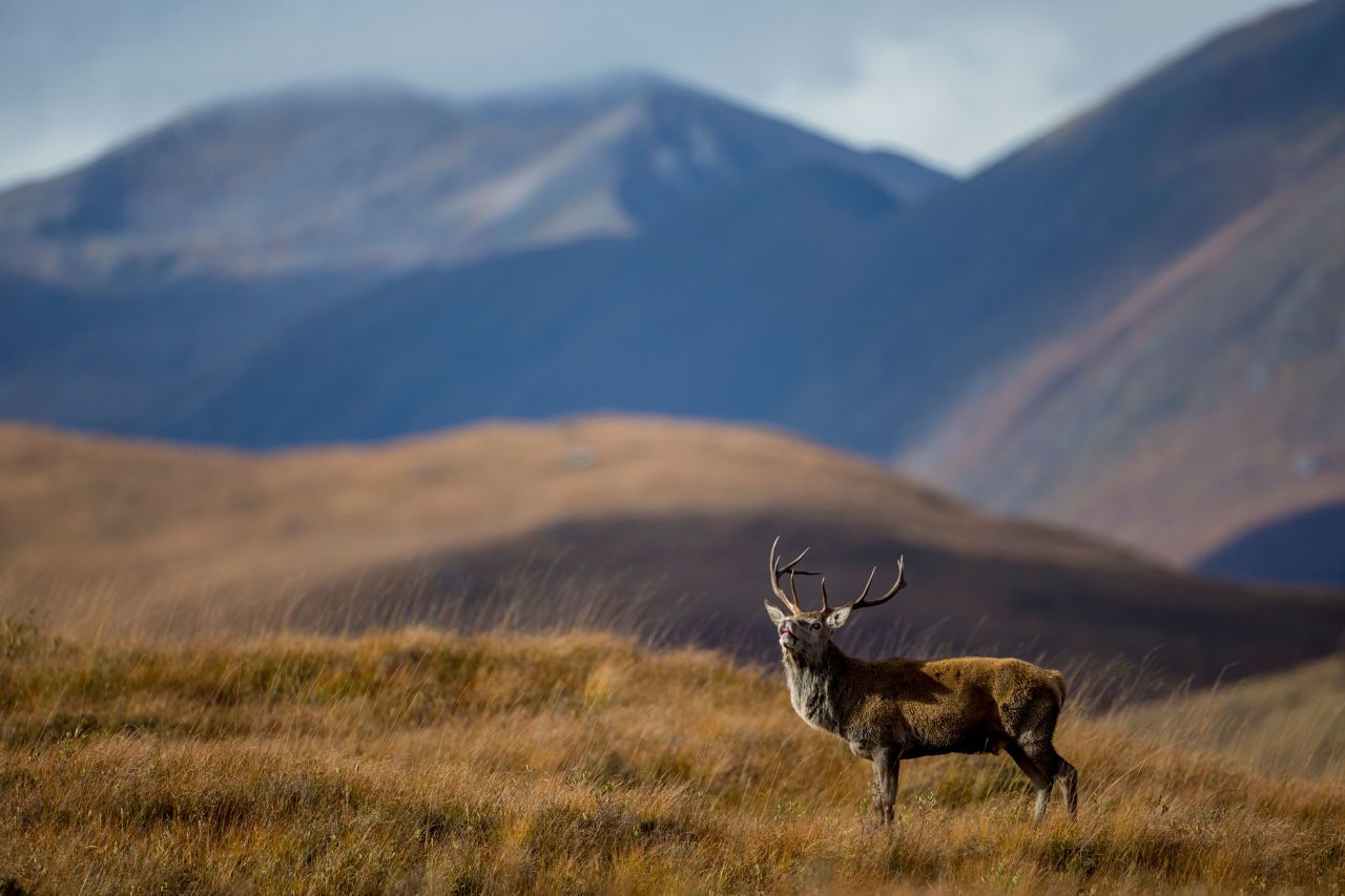 Thousands of years ago, wolves and brown bears roamed the rugged hills of Scotland, and lynx prowled through heather. But these predators are long gone, as is the forest that swept over most of the country's landscape. Today, native woodland covers just <a href="https://www.nature.scot/professional-advice/land-and-sea-management/managing-land/forests-and-woodlands/history-scotlands-woodlands" target="_blank" target="_blank">4% of land area</a>, and red deer (pictured) are the country's largest wild land mammal.