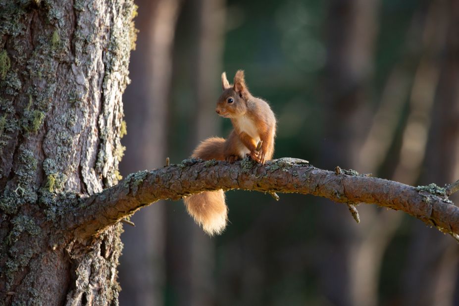 Red squirrel (pictured), pine martens, otters and wildcats can also be spotted within the Cairngorms Connect territory. The vastness and connectivity of the area benefits biodiversity, allowing for ecological corridors.
