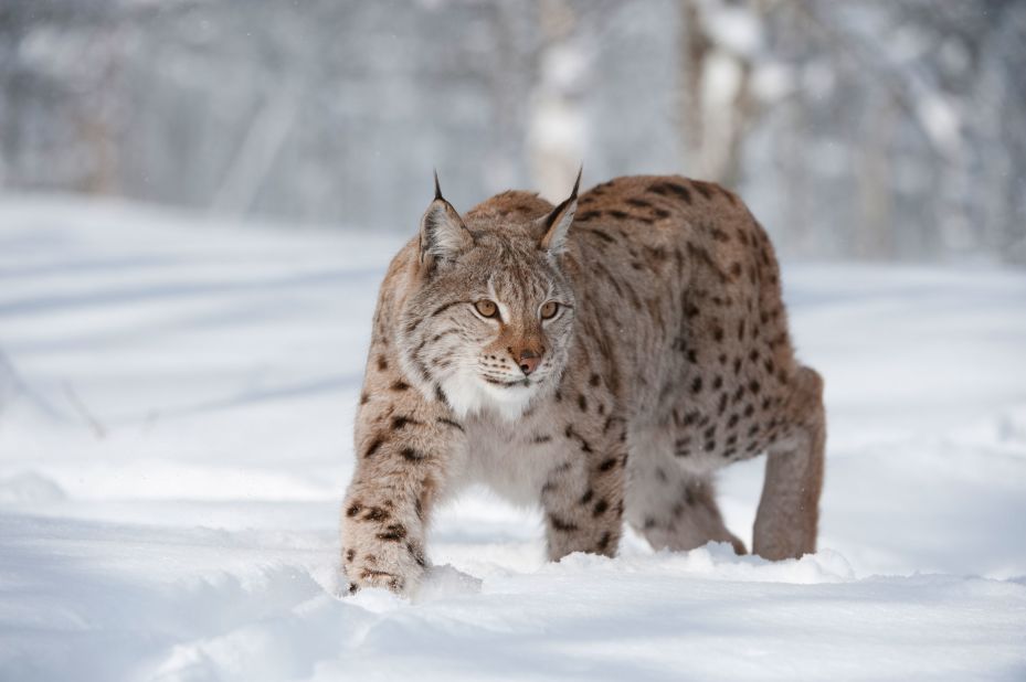 Reintroducing the European lynx (pictured here in Norway) has also been suggested by environmental groups, who say the carnivorous predator would help to control deer populations and enrich ecosystems. But the Scottish government says it has no plans to introduce the big cats.
