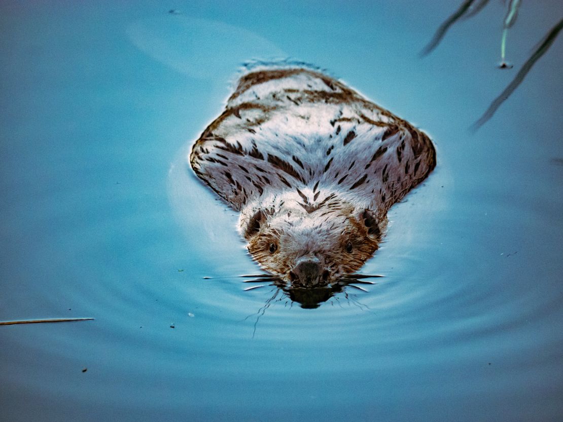 With their dam-building, beavers can quickly modify a landscape, creating ponds and canals. 