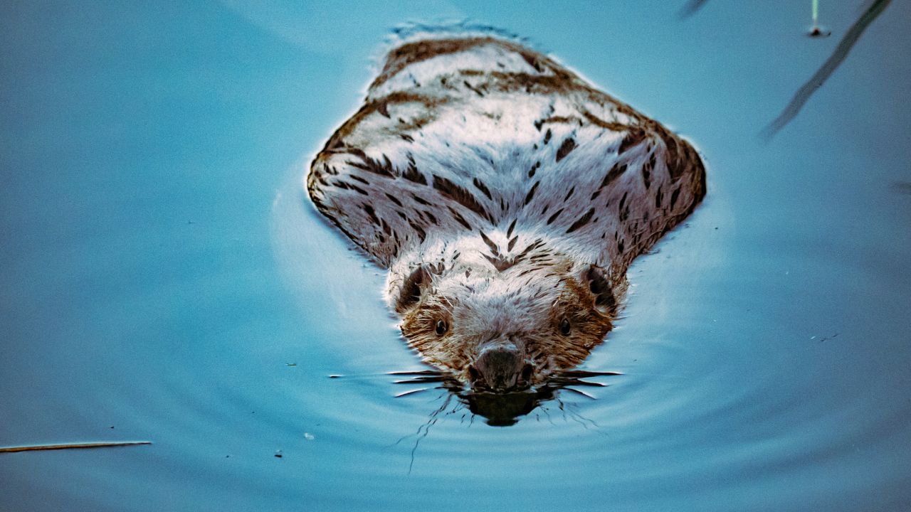 With their dam-building, beavers can quickly modify a landscape, creating ponds and canals. 
