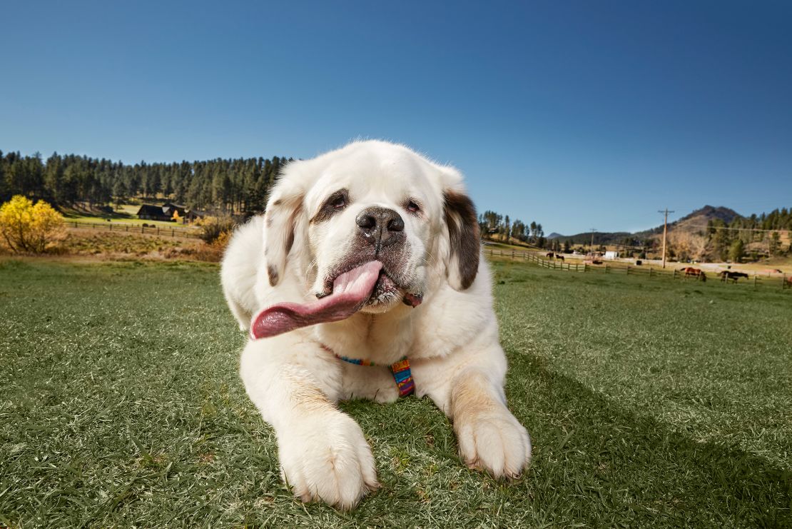 Mochi was featured on the cover of "Amazing Animals," a book by Guinness World Records.