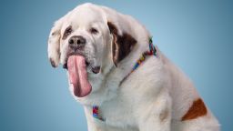 October 6, 2017 Mochi "Mo" Rickert, who held the record for the longest tongue on a living dog, has died, according to Guinness World Records.
The female Saint Bernard, who held the record for five years, had a tongue that measured 18.58 cm (7.3 in), according to Guinness.