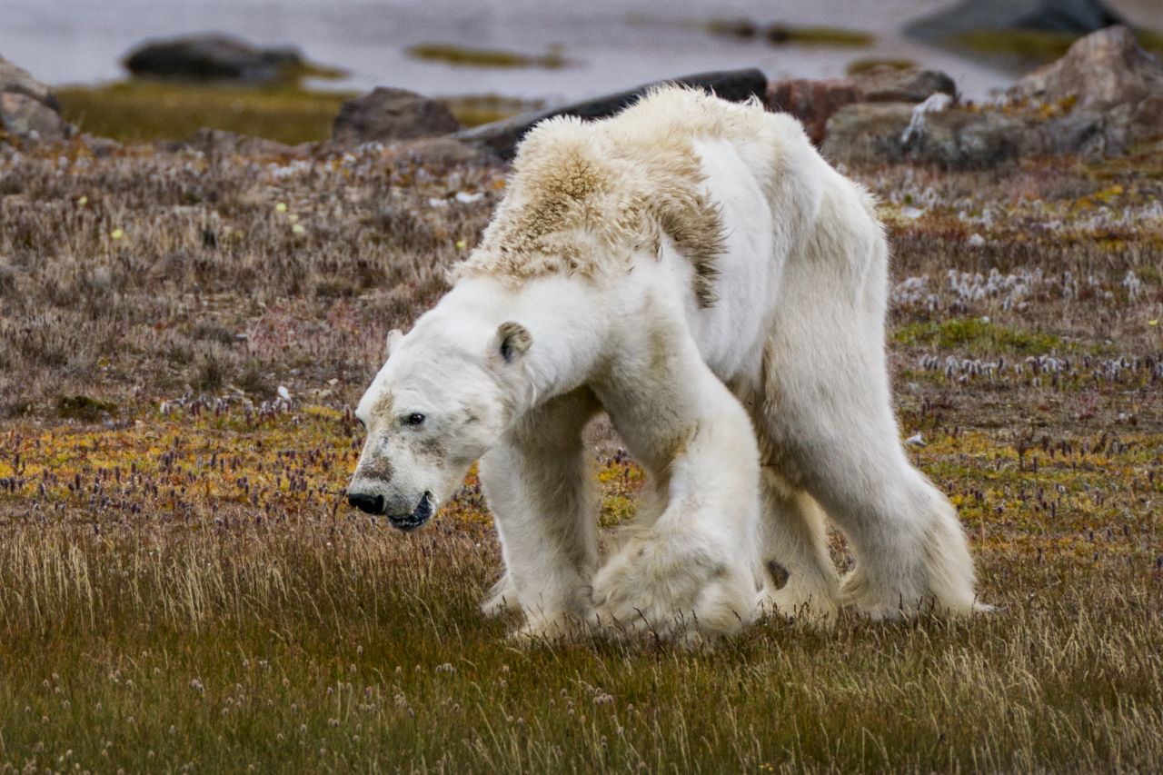 In 2017, Mittermeier published this photo of an emaciated polar bear on a barren Arctic tundra.