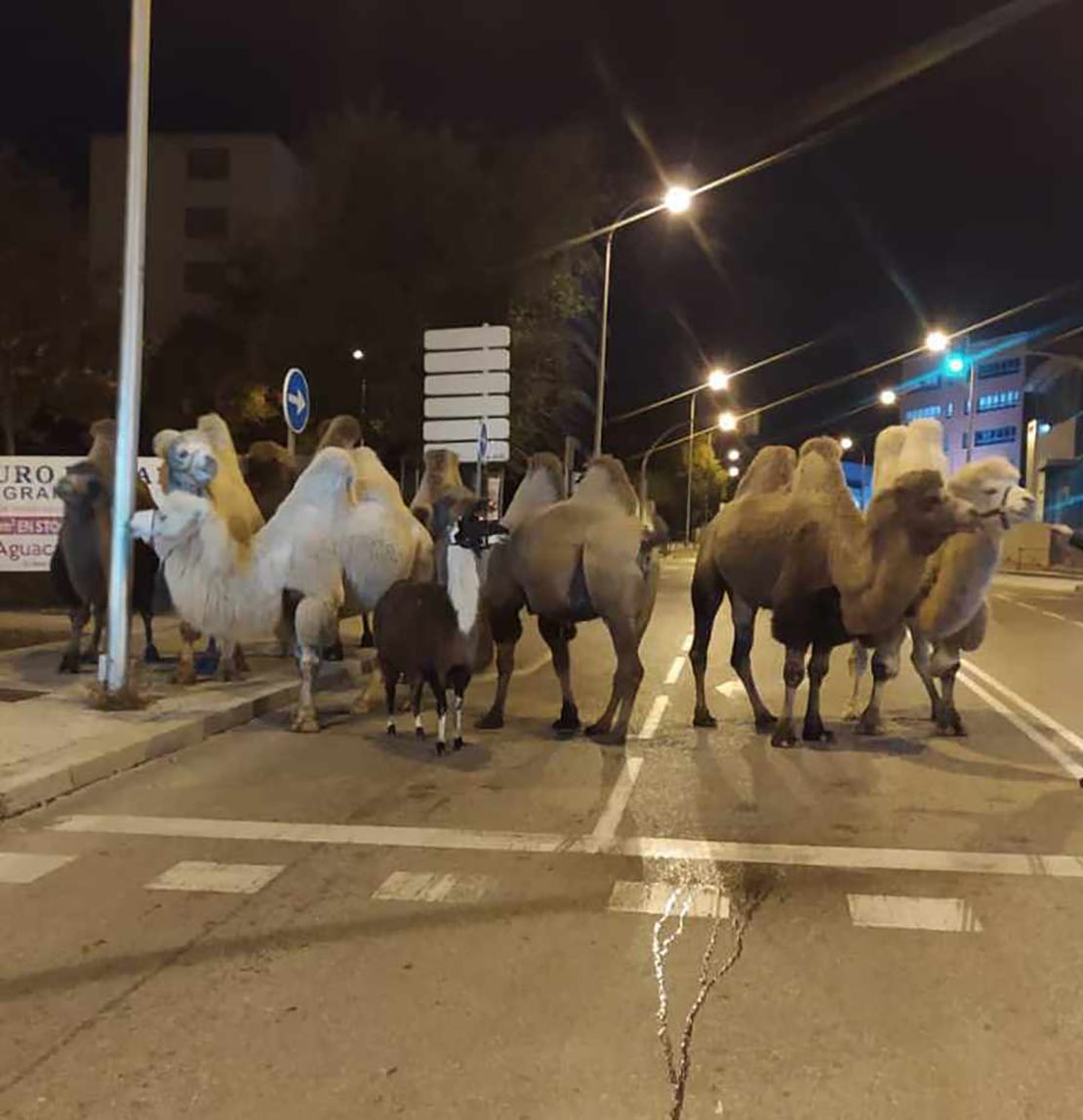 The escaped camels are pictured exploring the Madrid streets on Friday night 