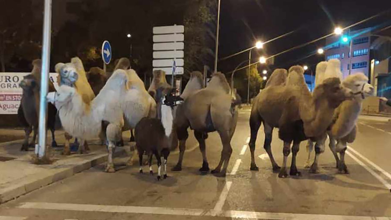 The escaped camels are pictured exploring the Madrid streets on Friday night