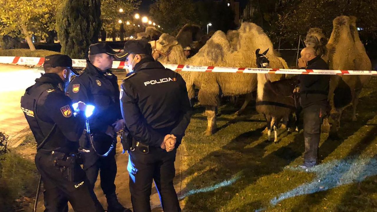 Eight camels and a llama escaped from a circus in Madrid and wandered the streets of the Spanish capital until police found them.