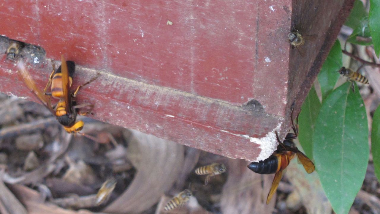 Giant hornets are native to Asia but haven recently been spotted in the United States. 