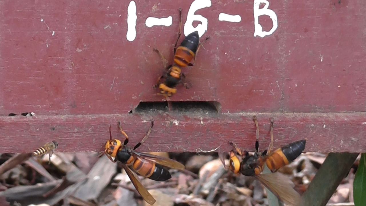 Asian honeybees have evolved some defensive strategies to ward off the giant hornets. 
