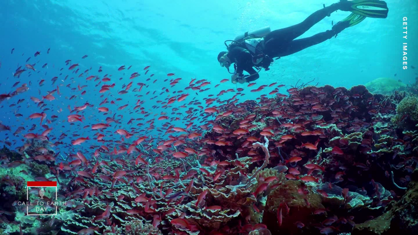 arabian gulf coral research c2e spc intl_00000000.png