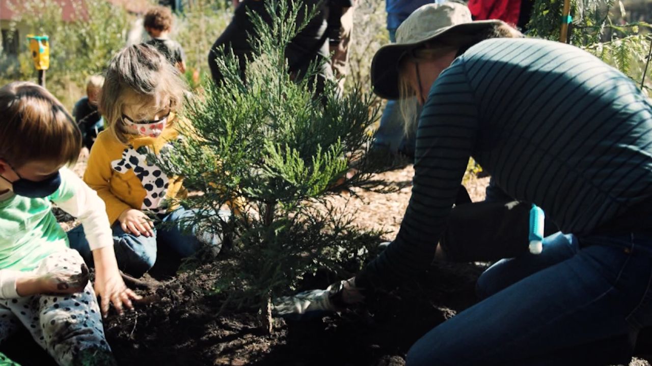redwood planting card