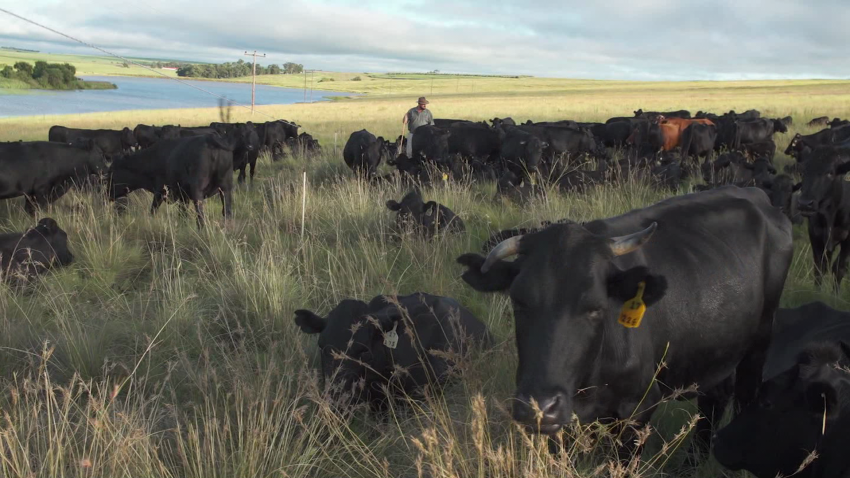 South Africa cattle regenerative farming mckenzie pkg intl hnk vpx_00023519.png