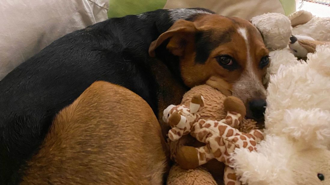 "Hi I'm Tessie, a 4-year-old Australian cattle dog. I love sleeping with my girls so much that when they go to the store i snuggle with their bed toys until they get back."