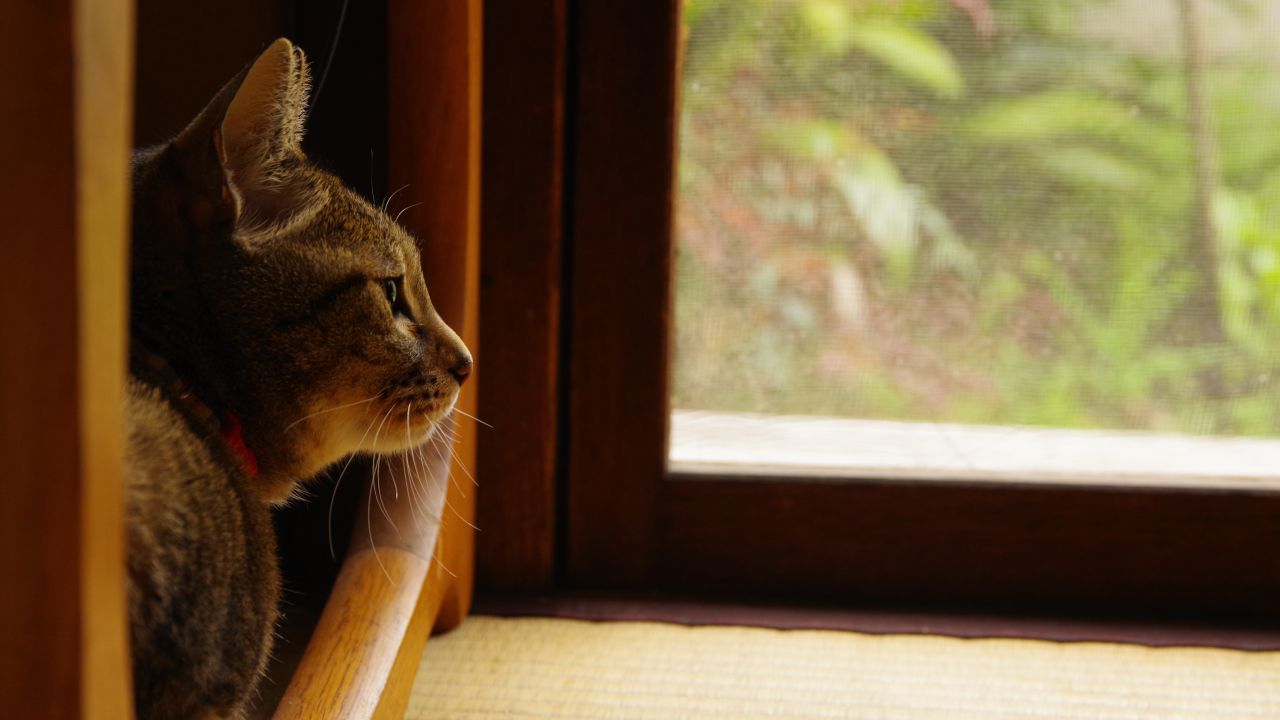 Pet cats have sensitive and perceptive hearing.