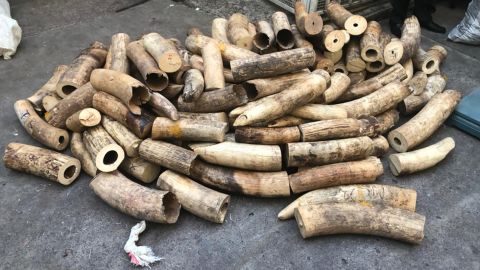 A task force in the Democratic Republic of Congo seized about $3.5 million in illegal ivory, rhino horn and pangolin scales following the arrest of two suspects in the United States, authorities say.