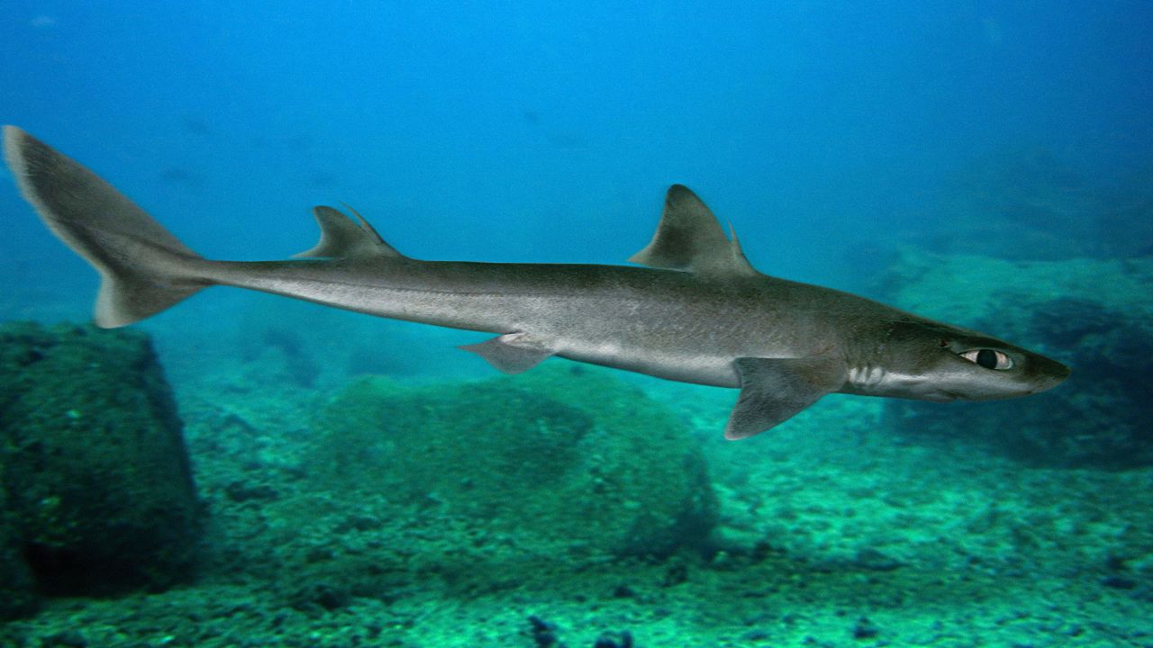 Spurdogs, like the one in this file photo, have venom-secreting spines on their dorsal fins.