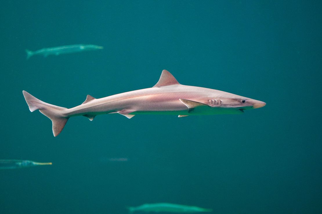 Tope sharks, like the one pictured here in a file photo, can reach six feet in length. 