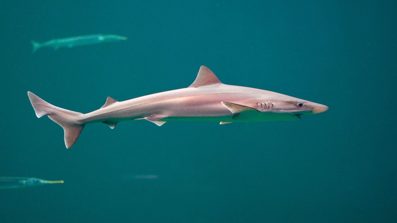 Tope sharks, like the one pictured here in a file photo, can reach six feet in length.