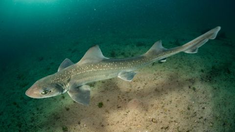 File picture of a starry smooth-hound. These sharks mostly eat shellfish and crustaceans. 