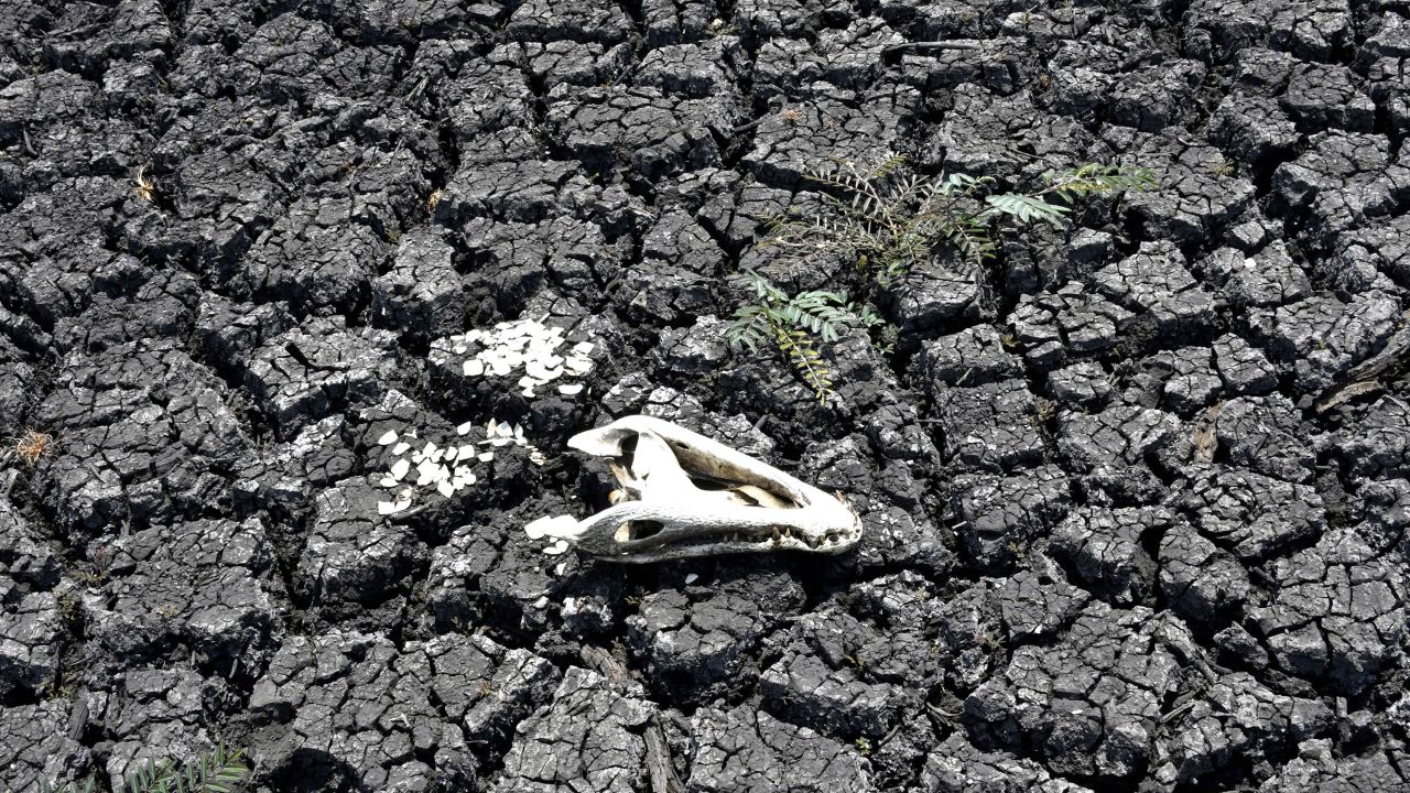 An animal skull lies on charred, dried ground after wildfires in the Bahia state of Bolivia. The country is increasingly dealing with the impacts of the climate crisis, including drought, wildfires and extreme temperatures.