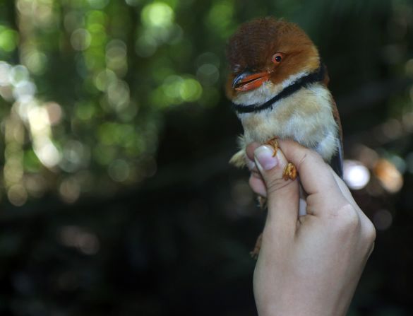 The collared puffbird (Bucco capensis) inhabits midstory vegetation in the forests of northern Amazonia. 