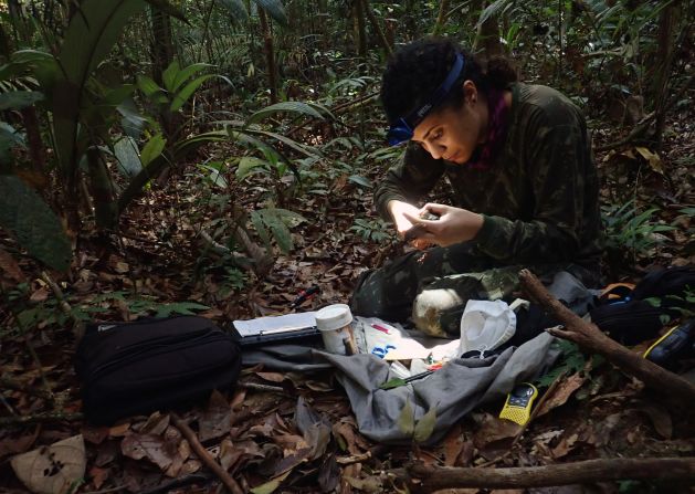 Study coauthor Bruna Rodrigues do Amaral, a graduate student at Penn State University, measures a black-faced antthrush (Formicarius analis).