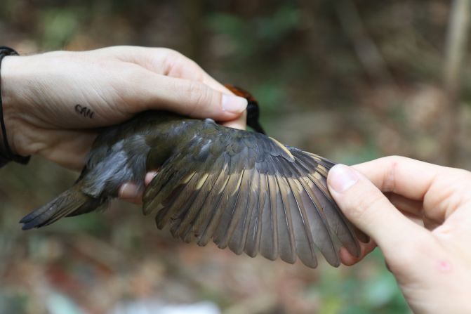 Shown is the wing of a rufous-capped antthrush (Formicarius colma), which lives on the forest floor and forages in low undergrowth.