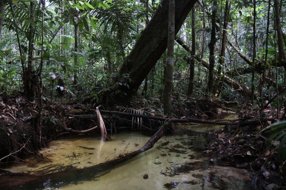 Primary forest floor in Amazonia is shown.