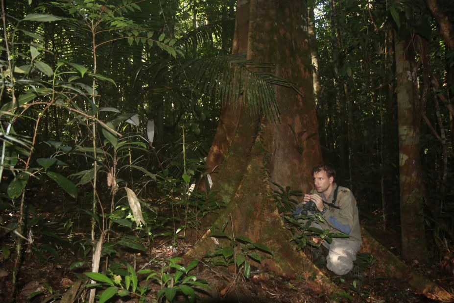 A researcher looks for elusive understory birds.