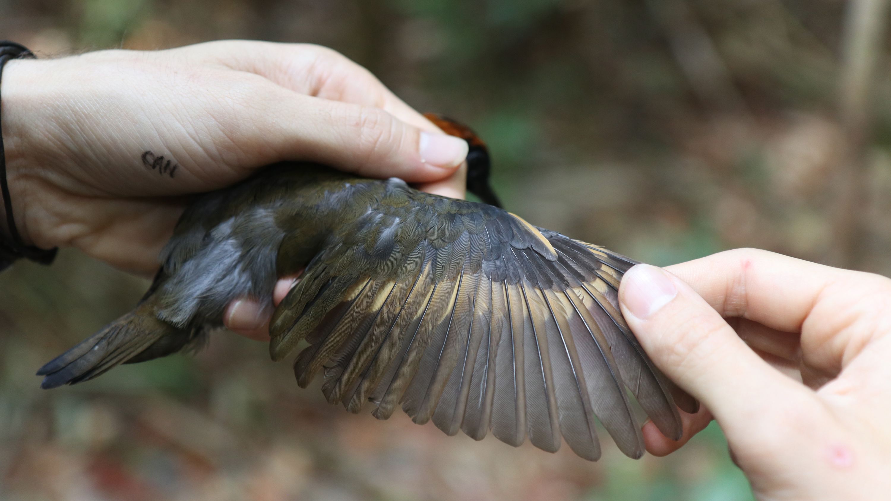 Birds in the Amazon rainforest developed increasing wing length, scientists found. Shown is the wing of a rufous-capped antthrush.
