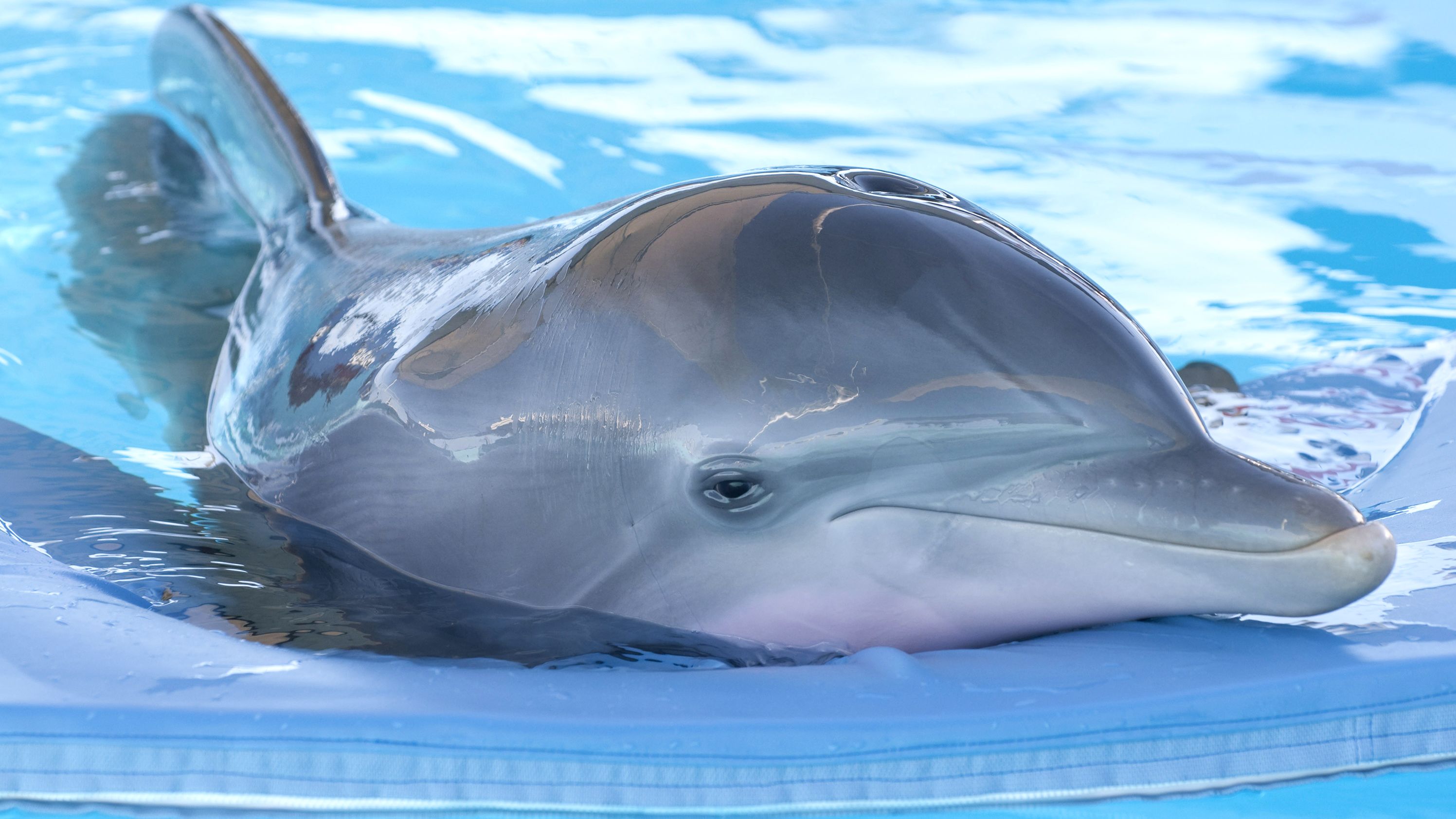 A scene from 2011's "Dolphin Tale." Winter, the animal who served as the film's inspiration, died on Thursday.
