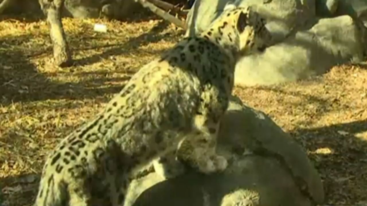 Three snow leopards at the Lincoln Children's Zoo in Nebraska have died from Covid-19 complications.
